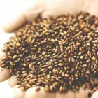 Forretning 5 billede BORGS BRYGHUS Mad & Drikke i Herning 82